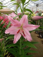 [4351 Vitara VZ No02.JPG]